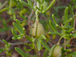 Image of Roepera confluens (H. Eichler) Beier & Thulin