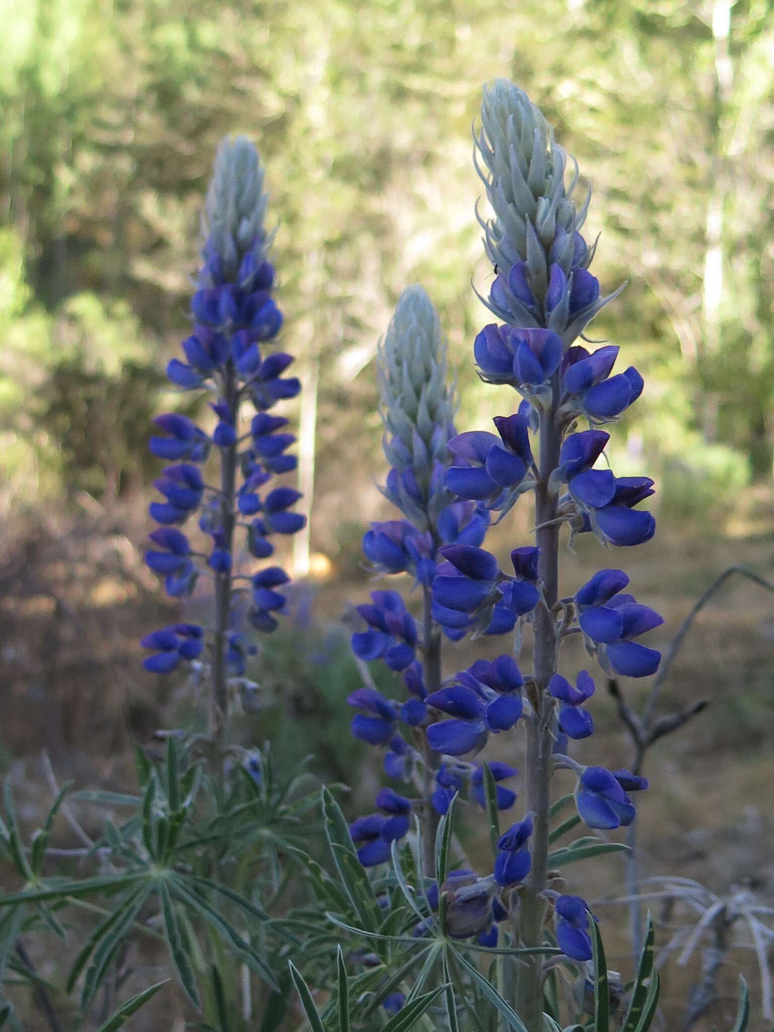 Plancia ëd Lupinus cacuminis Standl.