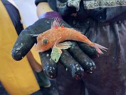 Image of Large scaled gurnard