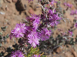 Image of Ruschia cradockensis (Kuntze) H. E. K. Hartm. & D. Stüber