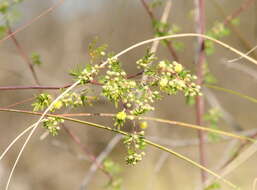 Image of Mimosa bonplandii Benth.