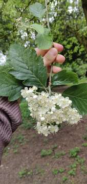 Image de <i>Scandosorbus intermedia</i> (Ehrhart) Sennikov