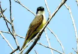 Image of Thick-billed Kingbird
