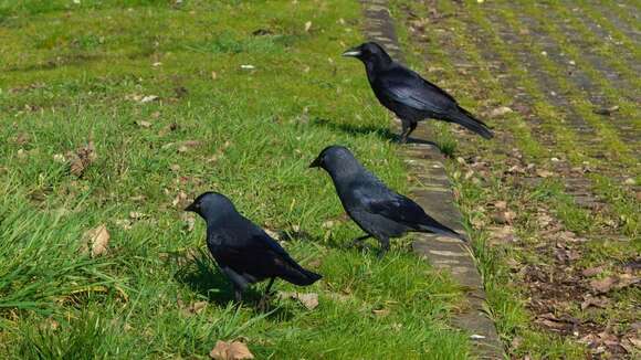 Слика од <i>Corvus monedula spermologus</i>