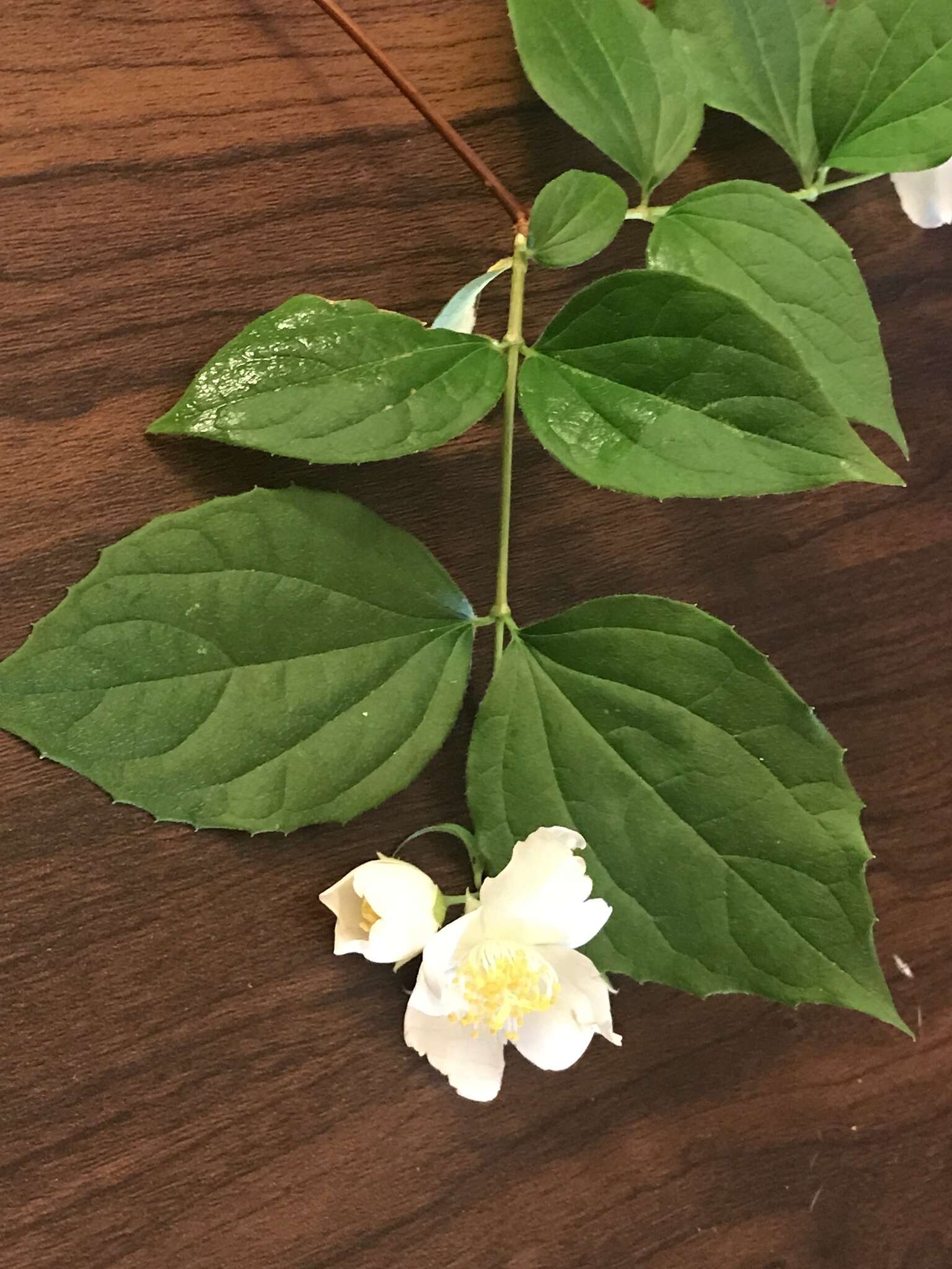 Image of scentless mock orange