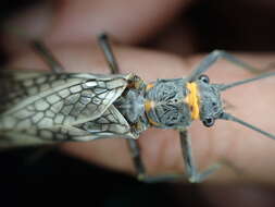 Image of Midwestern Salmonfly