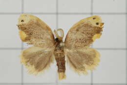 Image of Arna bipunctapex Hampson 1891