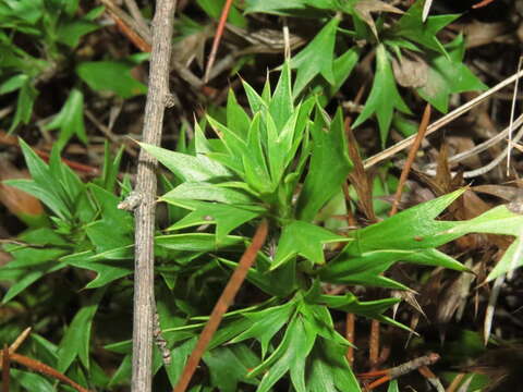 Imagem de Azorella spinosa (Ruiz & Pav.) Pers.