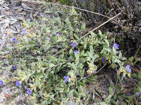 Image of Dampiera marifolia Benth.