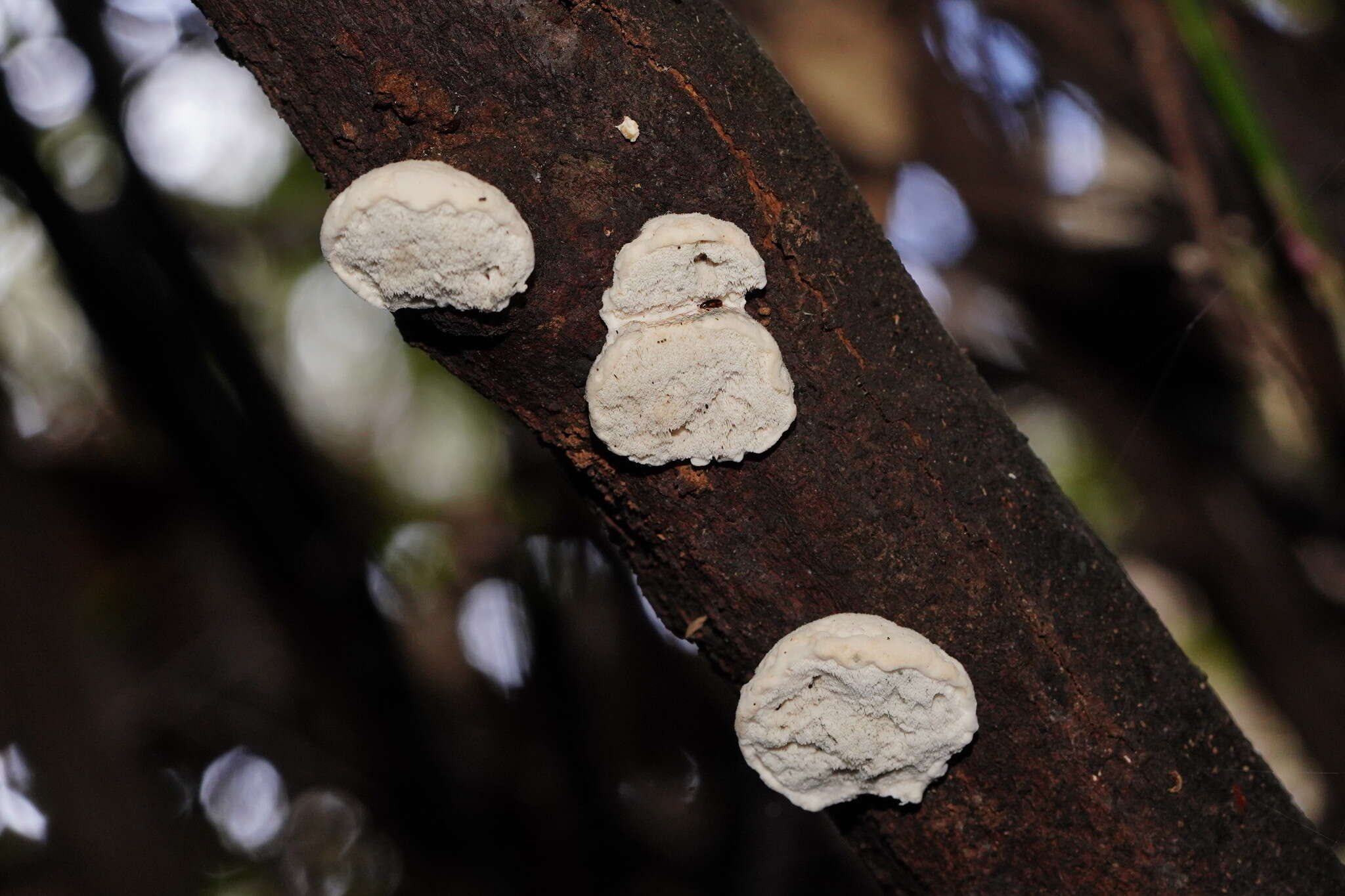 Image de Cyanosporus subcaesius