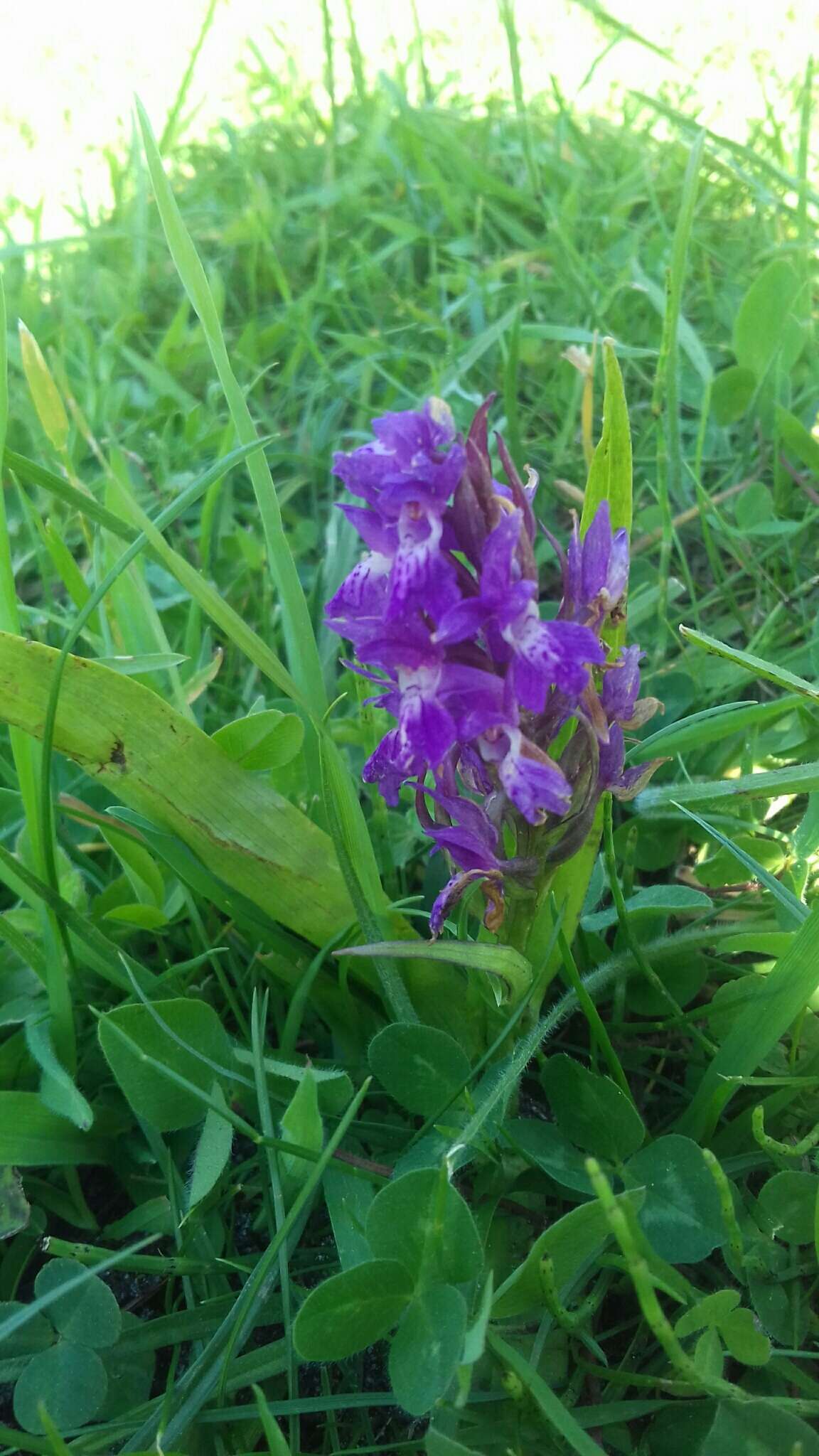 Image of Western Marsh-orchid