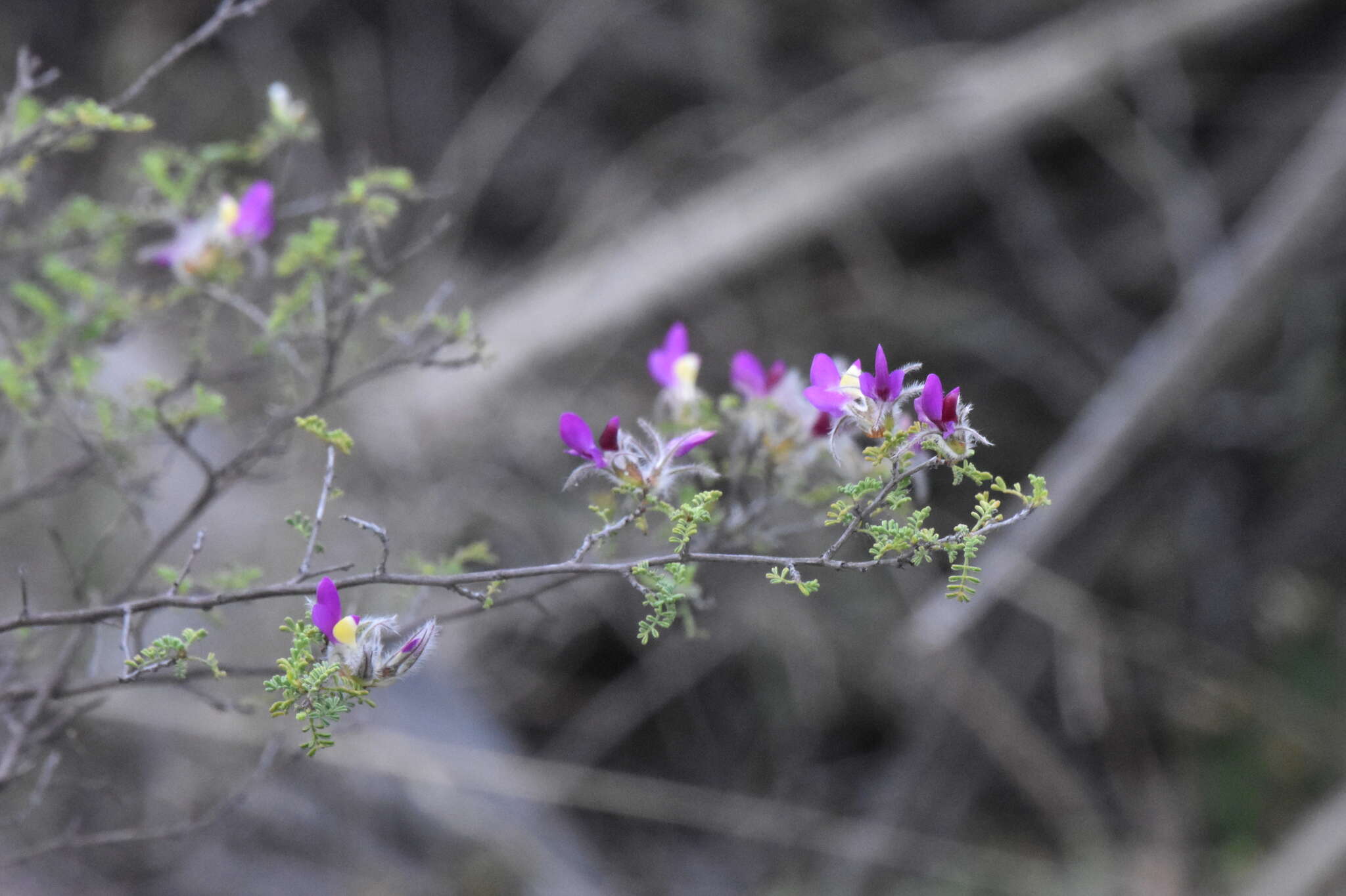 Imagem de Dalea bicolor Willd.