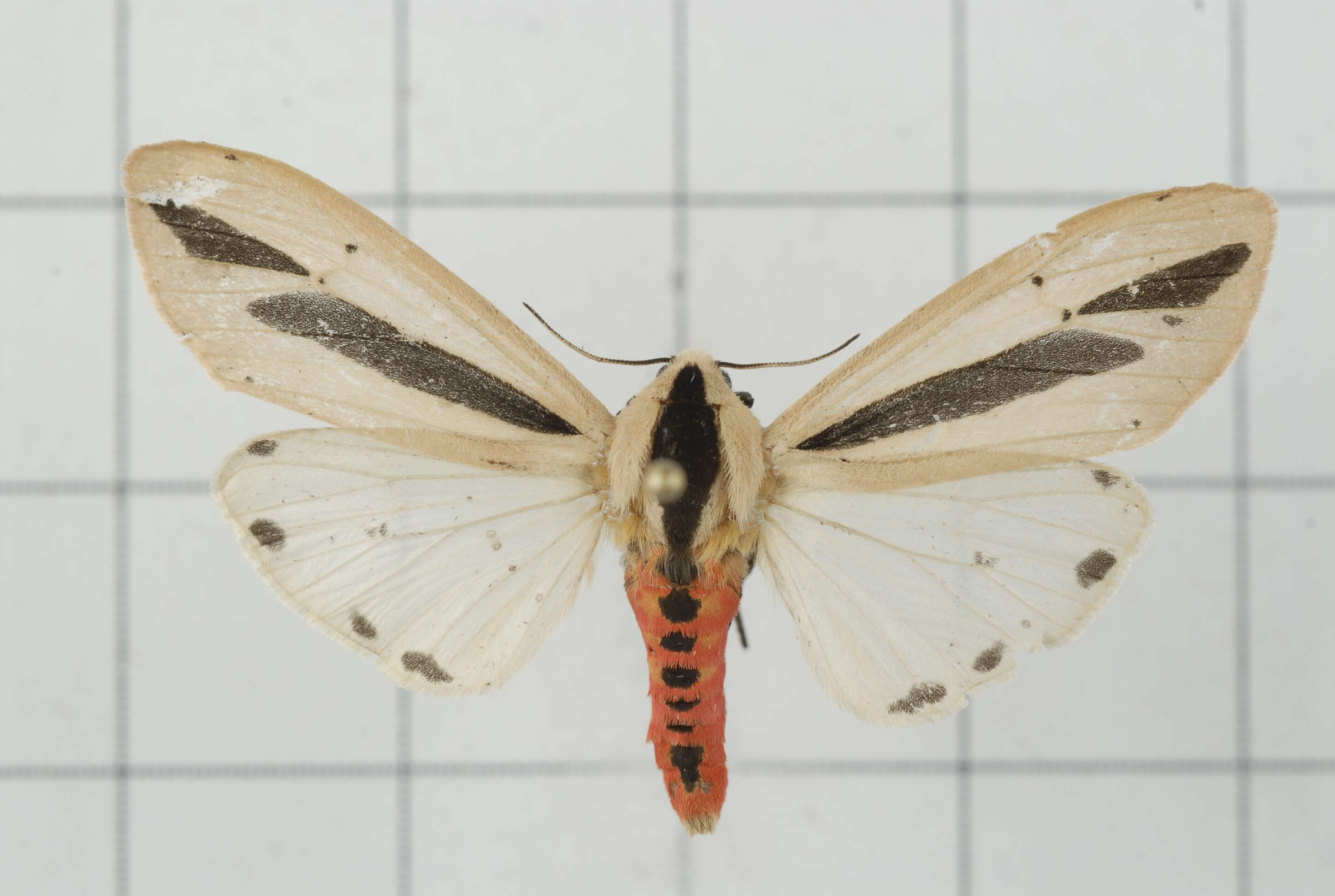 صورة Creatonotos gangis Linnaeus 1763