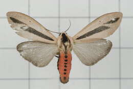 صورة Creatonotos gangis Linnaeus 1763