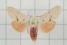 Image of Spilarctia subcarnea (Walker 1855)