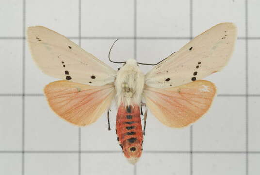 Image of Spilarctia subcarnea (Walker 1855)