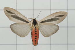 صورة Creatonotos gangis Linnaeus 1763