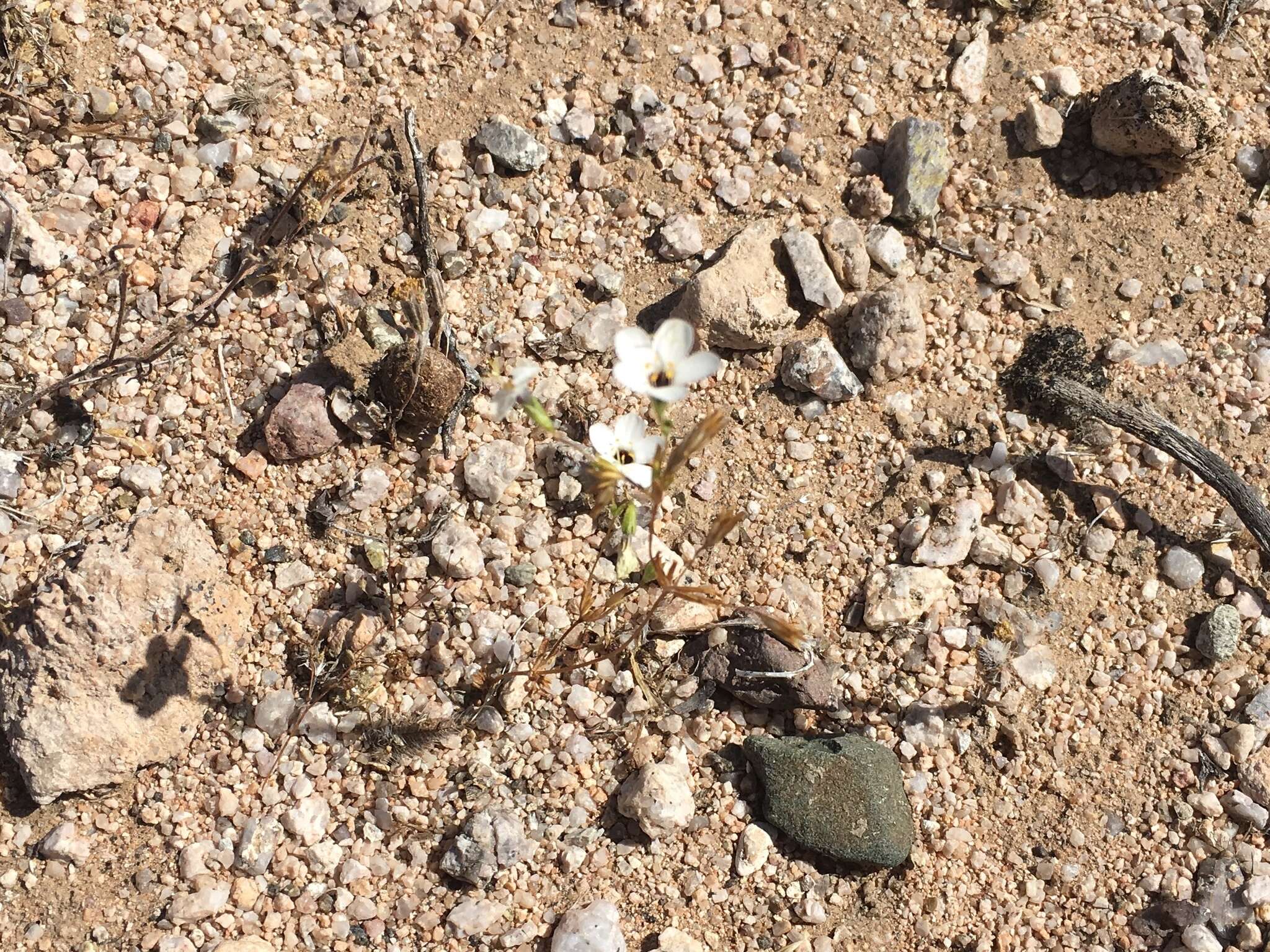 Image of golden linanthus