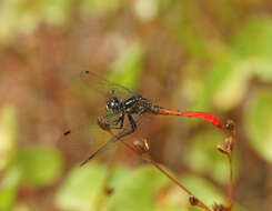 Image of Eastern Pygmyfly