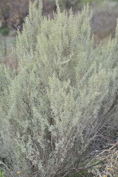 Image of South American saltbush