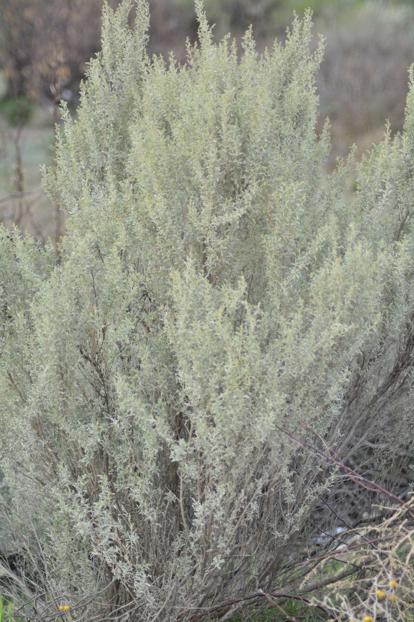 Image of South American saltbush