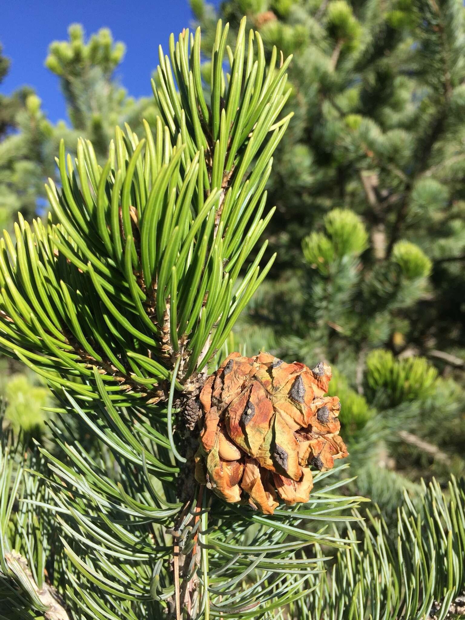 Pinus cembroides Zucc. resmi