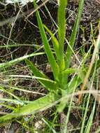 Image of Habenaria galpinii Bolus