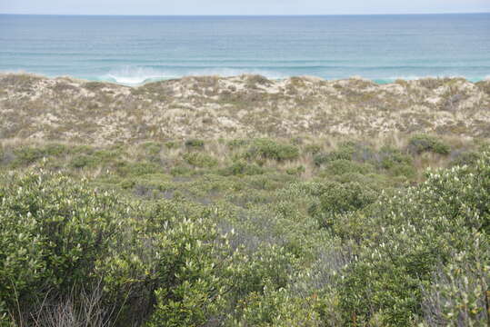 Image of Corokia macrocarpa T. Kirk