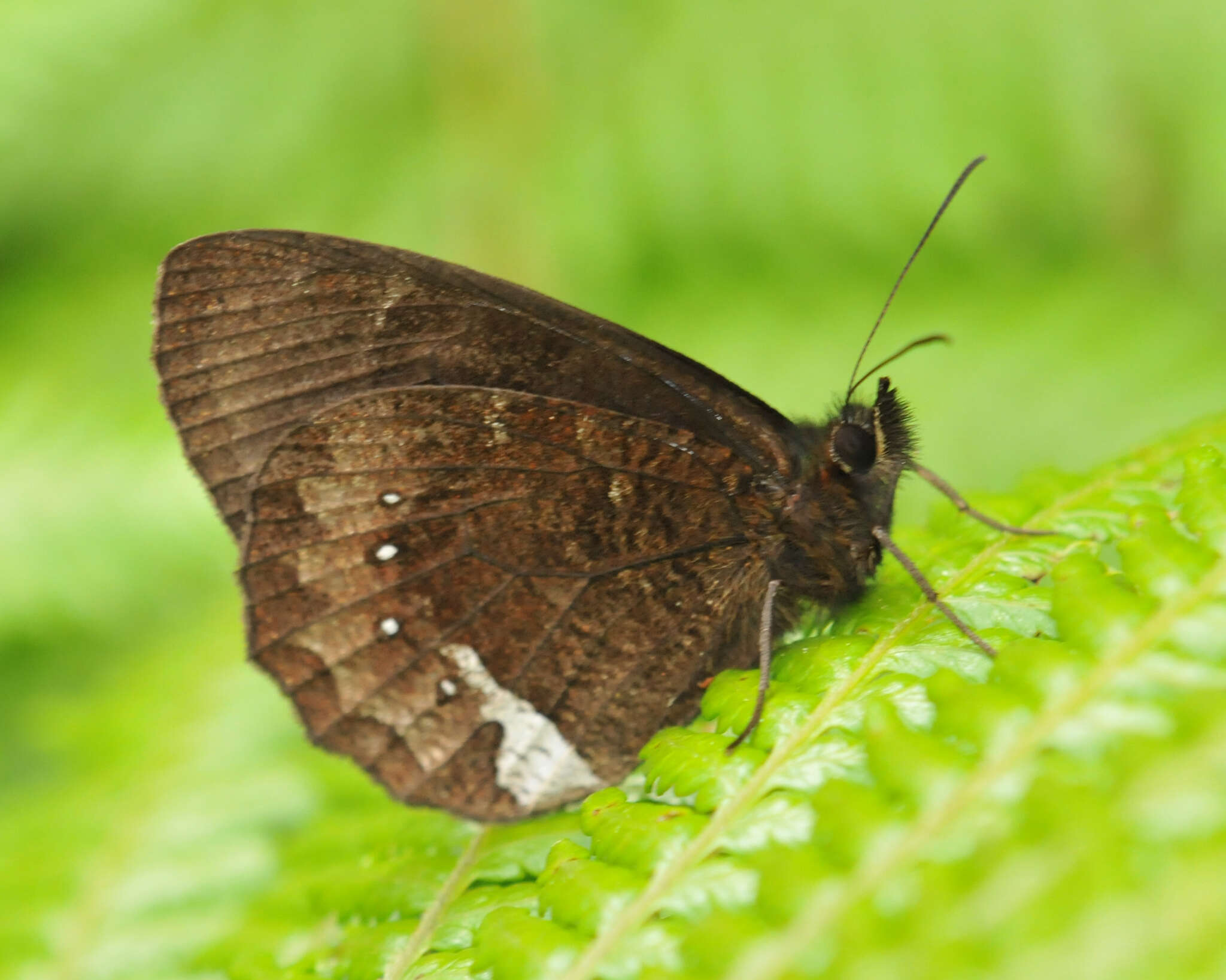 Image of Pedaliodes phazania Grose-Smith 1900