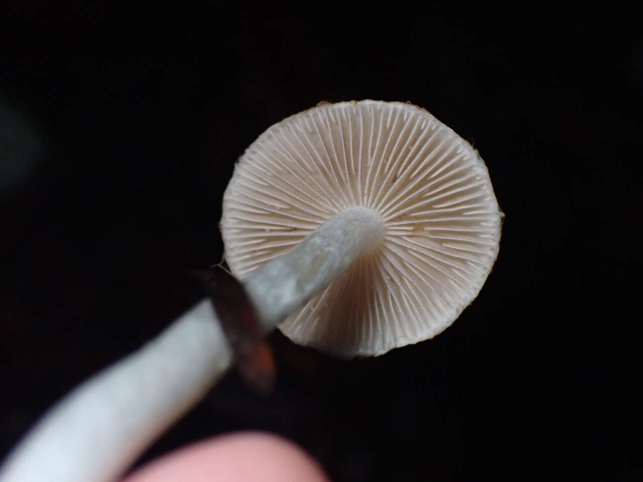 Image of Inocybe insinuata Kauffman 1924