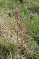 Image of Colombian bluestem