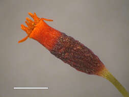 Image of pinkstink dung moss