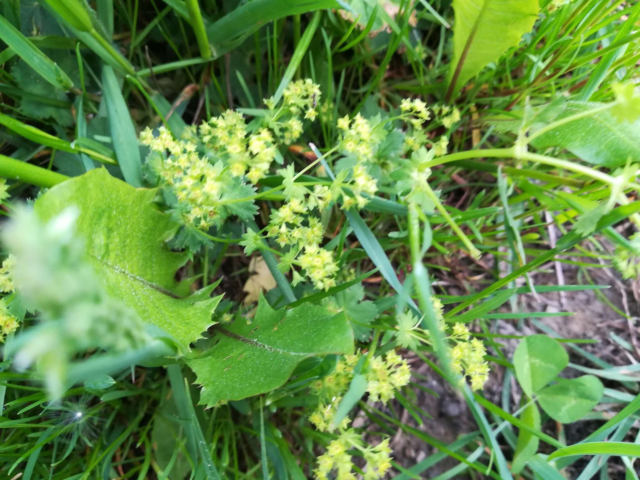 Image of broadtooth lady's mantle