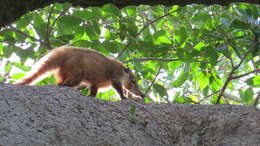 Image of Coati
