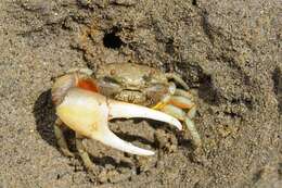 Image of Mexican Fiddler Crab