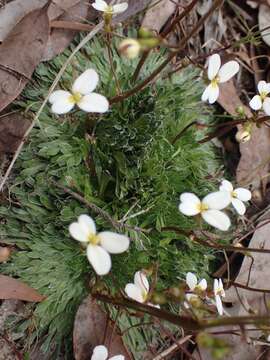 Image of Stylidium piliferum R. Br.