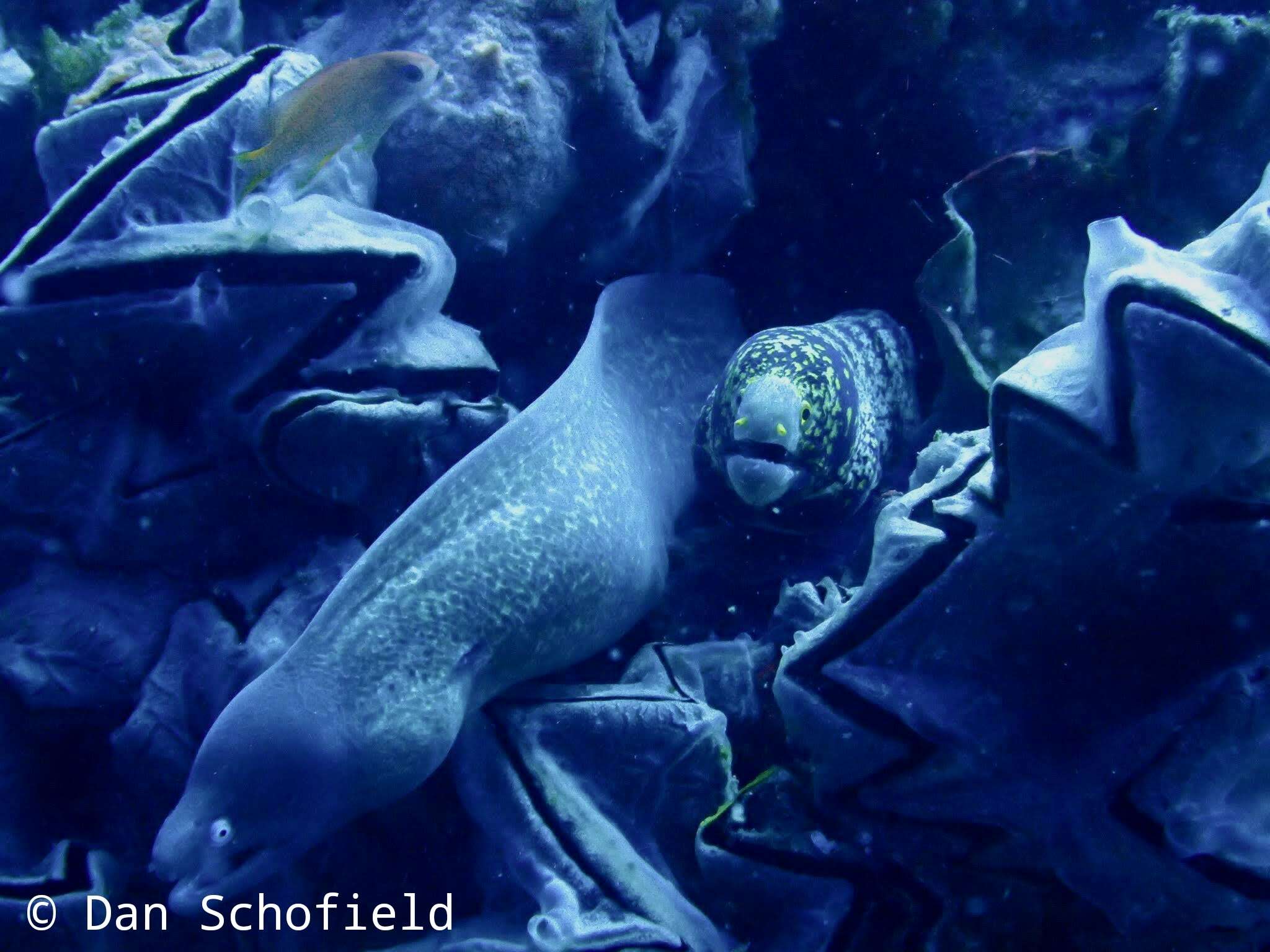 Image of Greyface moray