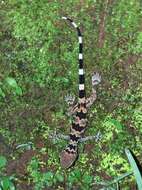 Image of Spotted Leaf-toed Gecko