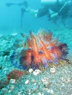 Image of variable fire urchin