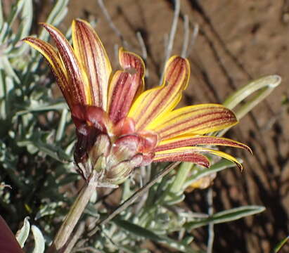 Image of Arctotis lanceolata Harv.