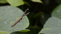 Image of Statilia maculata Thunberg 1784