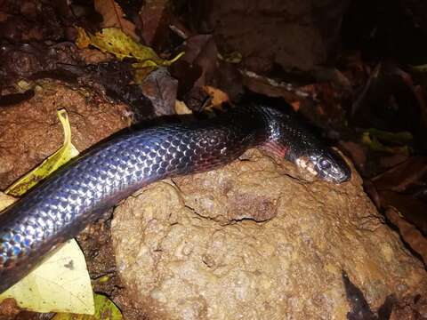 Image of Lampropeltis micropholis Cope 1860