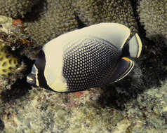 Image of Black Butterflyfish