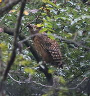 Image of Tawny Fish Owl