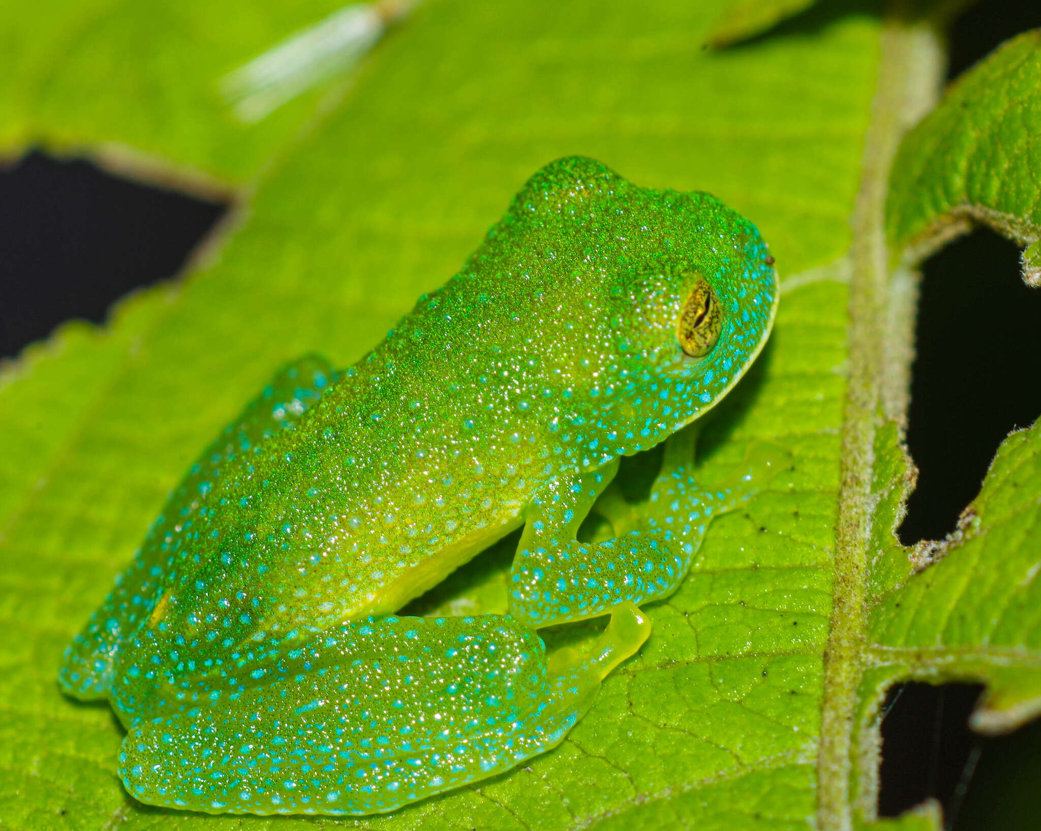 Image of Bumpy Glassfrog