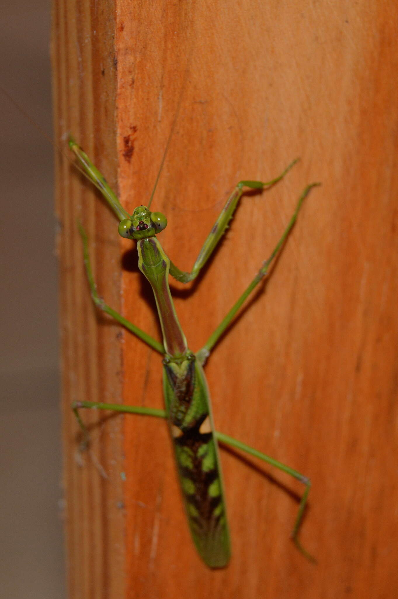 Image of African praying mantis