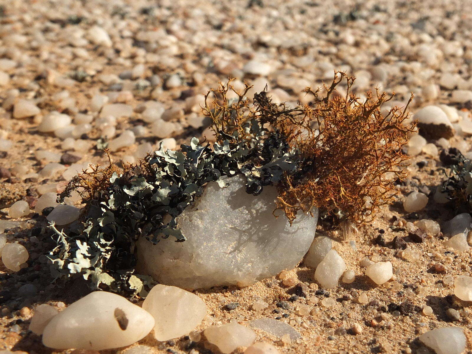 Image de Teloschistes capensis (L. fil.) Müll. Arg.