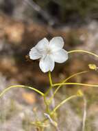 Image of Drosera erythrogyne N. Marchant & Lowrie