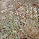 Image of Allium staticiforme Sm.