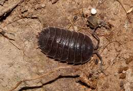 Image of Porcellio obsoletus Budde-Lund 1885